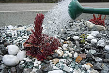 Blumen giessen