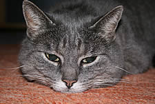 Hauskatze Lina